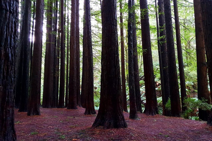 The Redwoods image