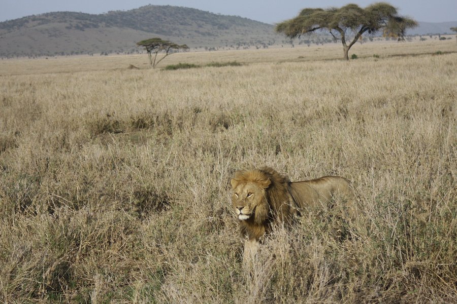 Swala Safaris image