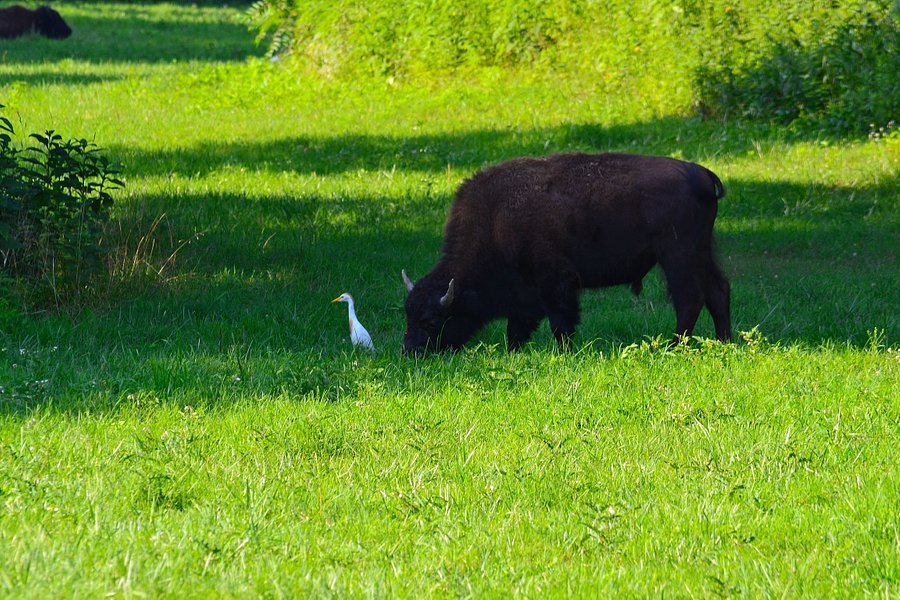 The Elk and Bison Prairie image