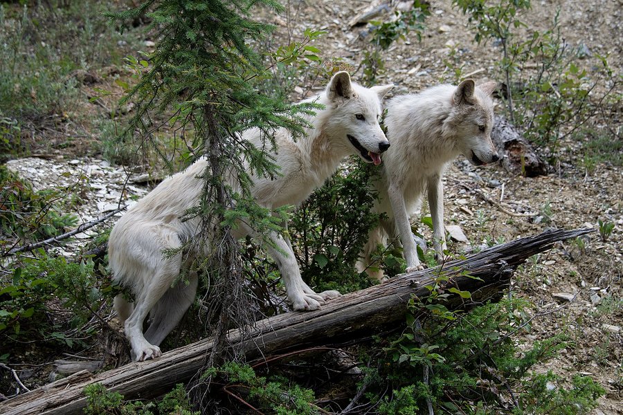 Northern Lights Wildlife Wolf Centre image