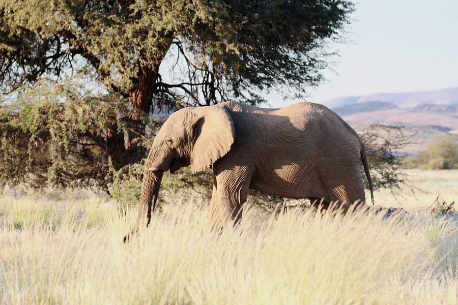 Dessert Elephants Conservation - Kunene Region image