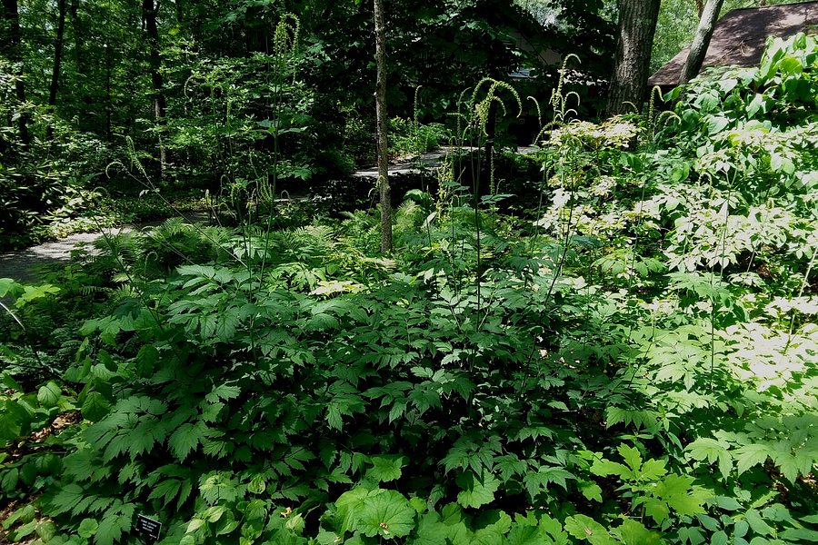 New England Wild Flower Society Garden in the Woods image