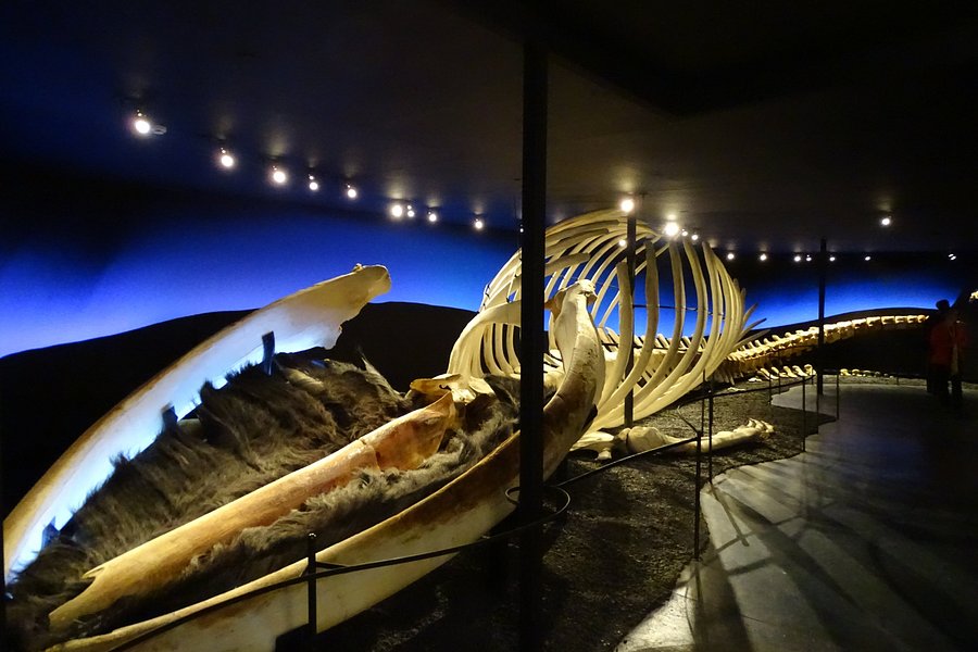 The Husavik Whale Museum image