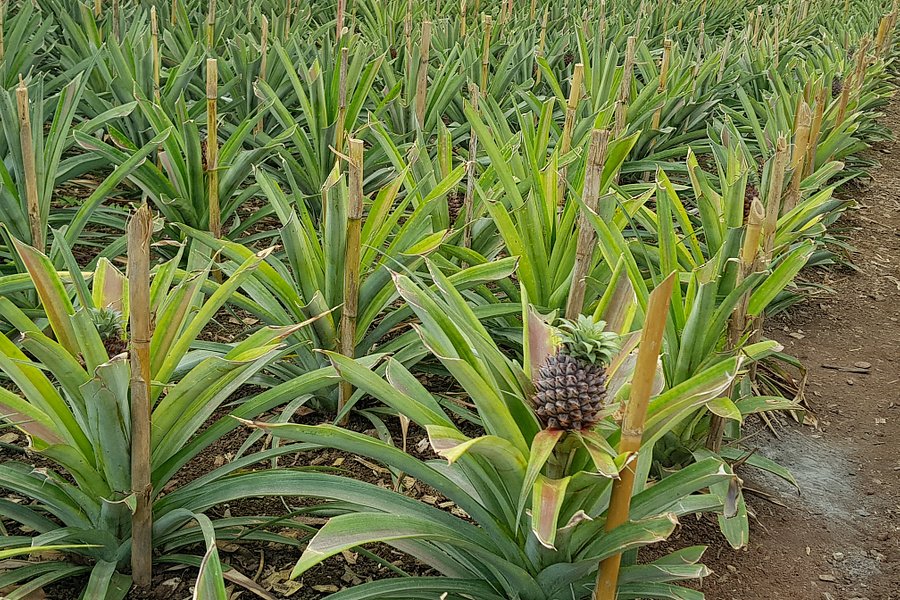 Arruda Pineapple Plantation image