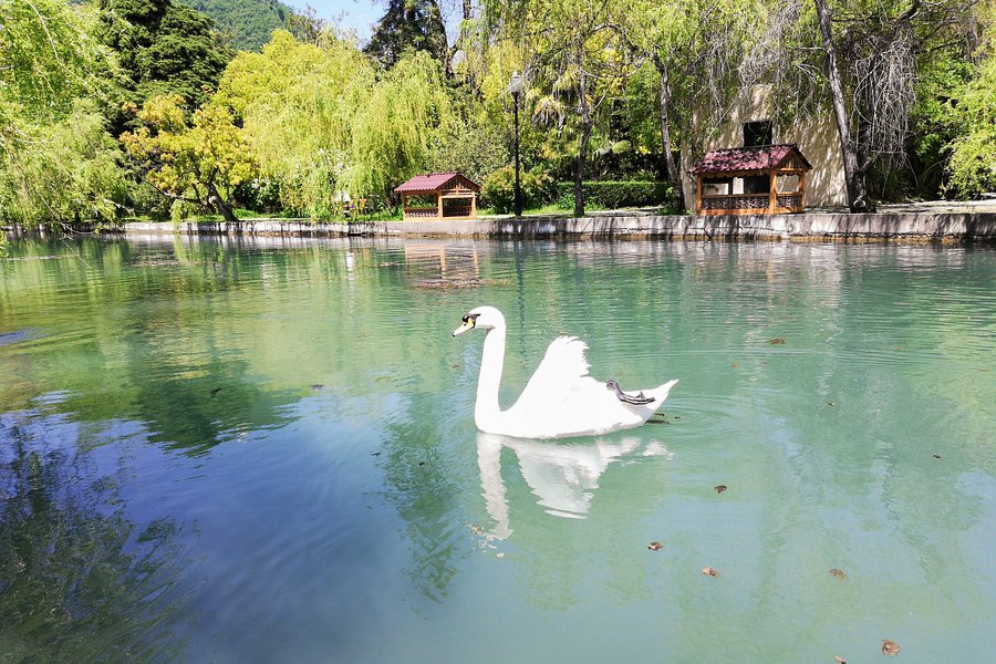 Park With Swans image