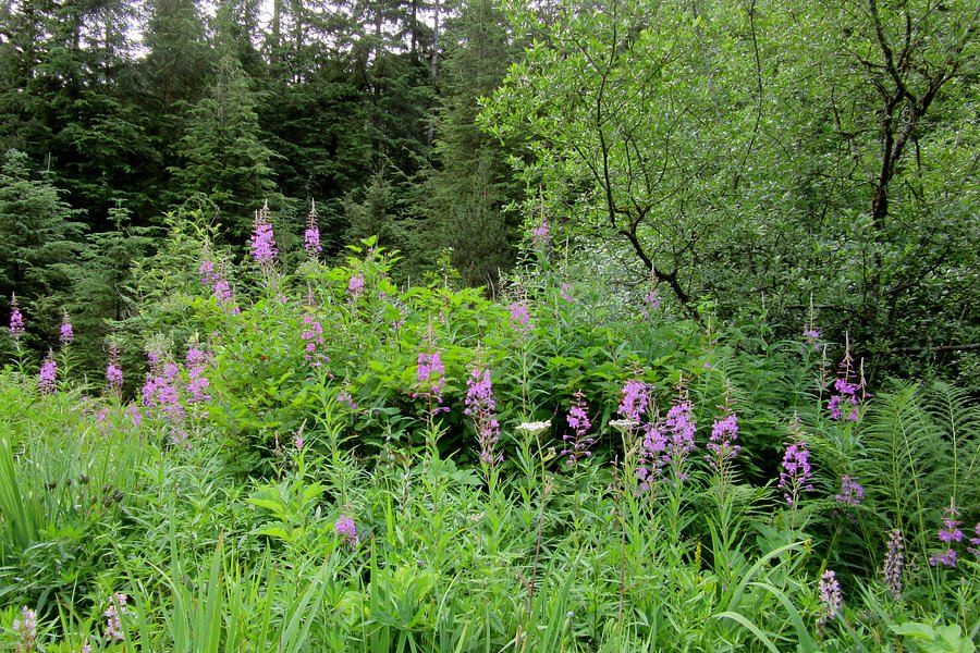 Juneau Rainforest Garden image