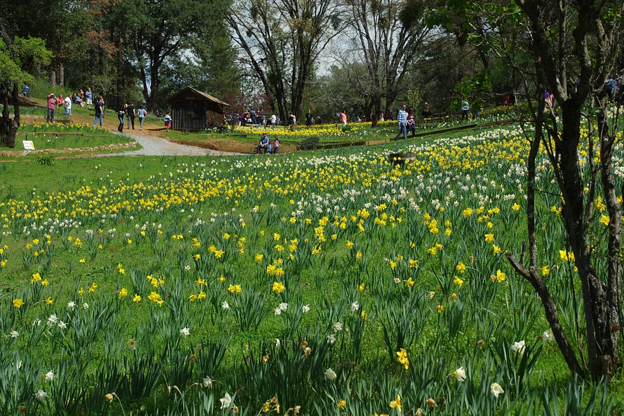 Daffodil Hill image
