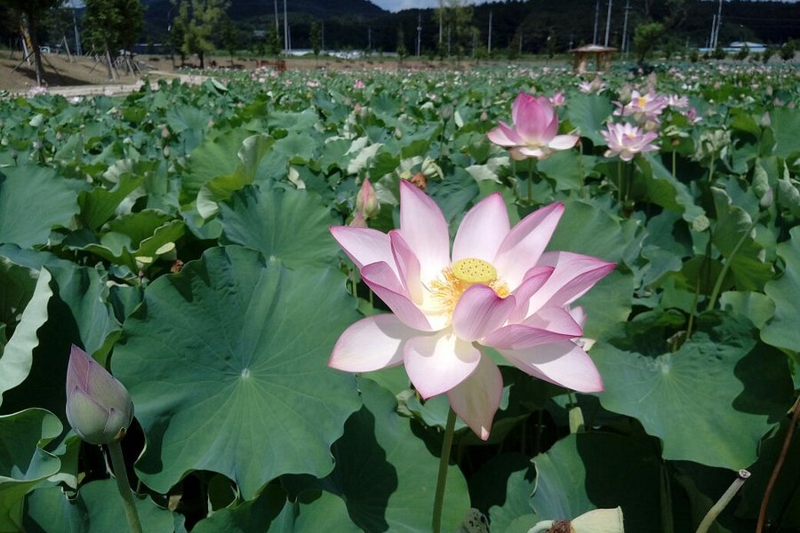 Haman Lotus Theme Park image