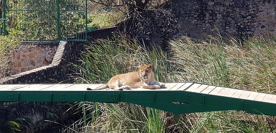 Lubumbashi Zoo image