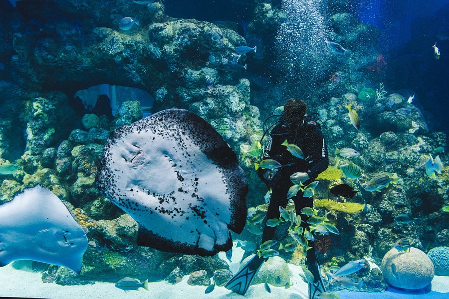 Cairns Aquarium image