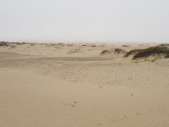 Rancho Guadalupe Dunes Preserve image
