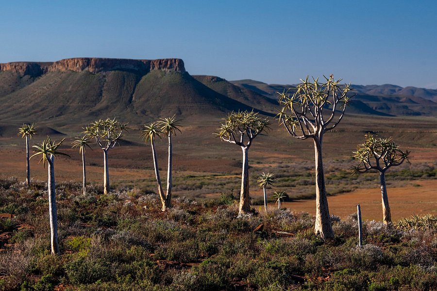 Quiver Tree Forest image