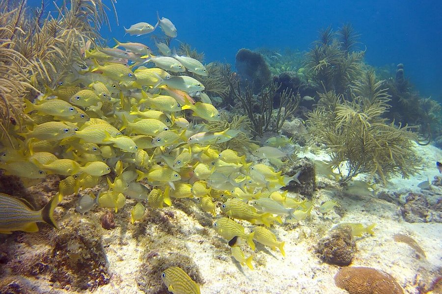 Ocean Paradise Scuba Diving image