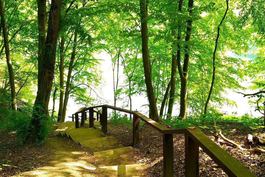 Beech Forest (Puszcza Bukowa), Szczecin image