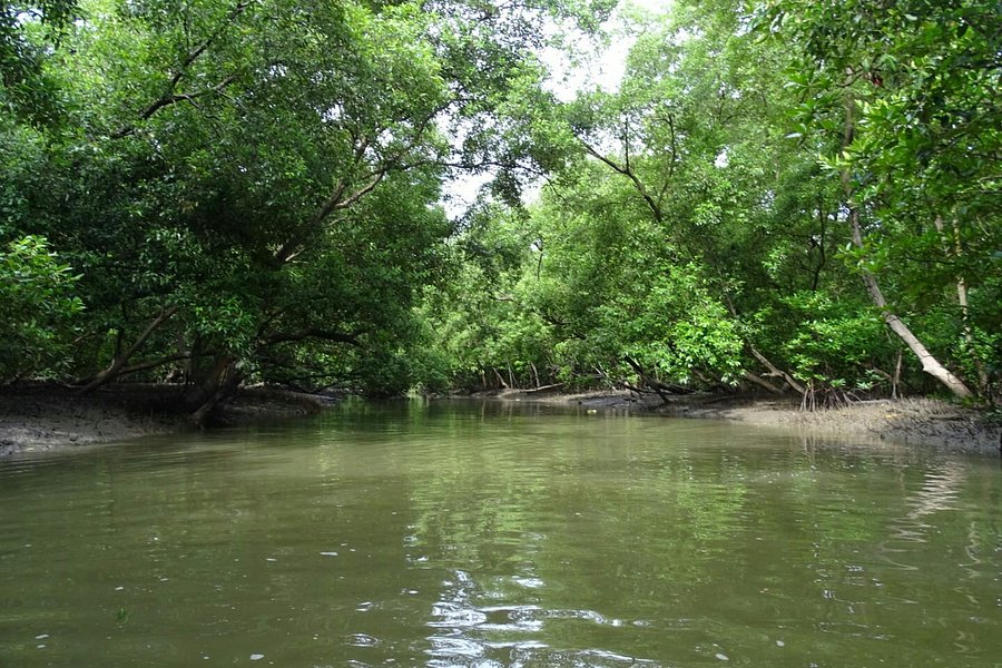 Klong Kone Mangrove Forest image