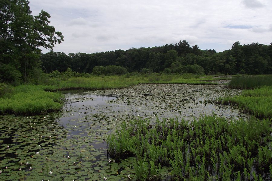 The Nature Trail And Cranberry Bog image