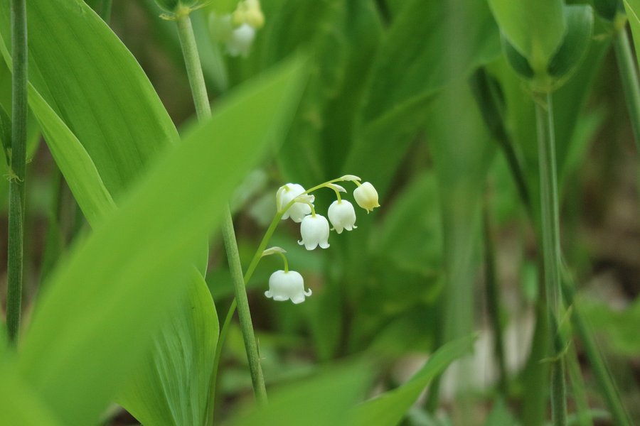 Memu Colony of a Lily of the Valley image