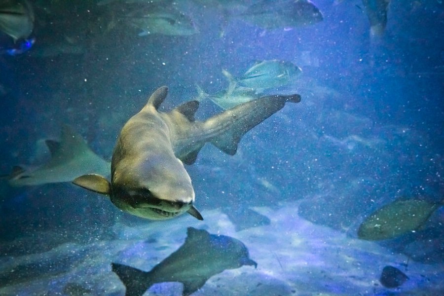 Ubatuba Aquarium image