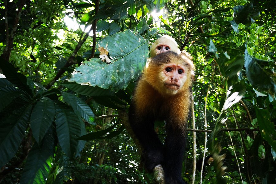 Jungle Land Panama image