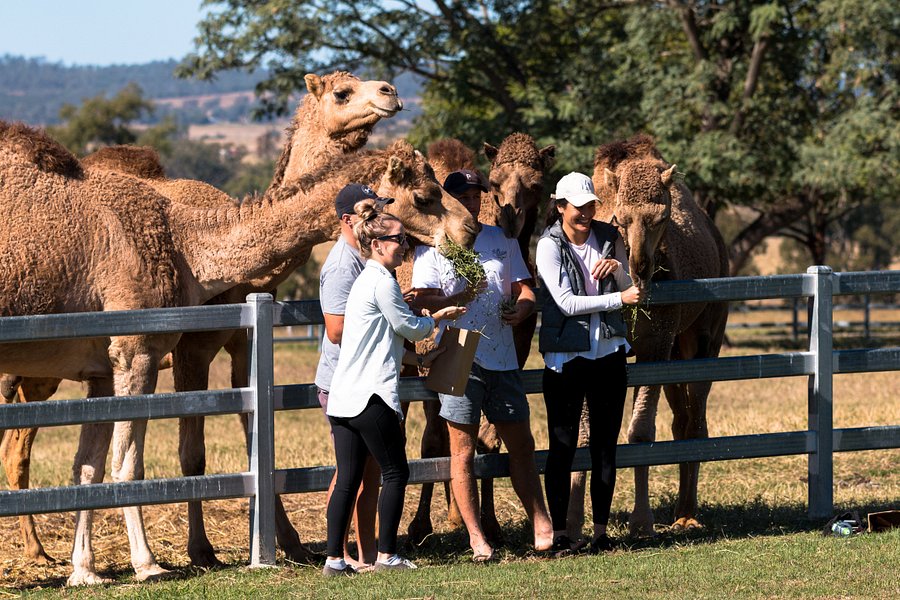 Summer Land Camels image