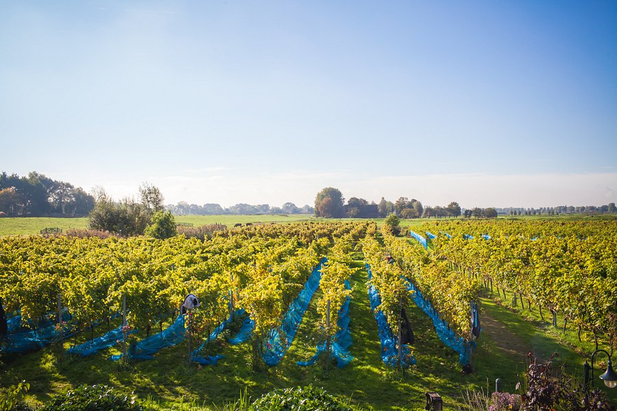 Wijngaard de Amsteltuin image