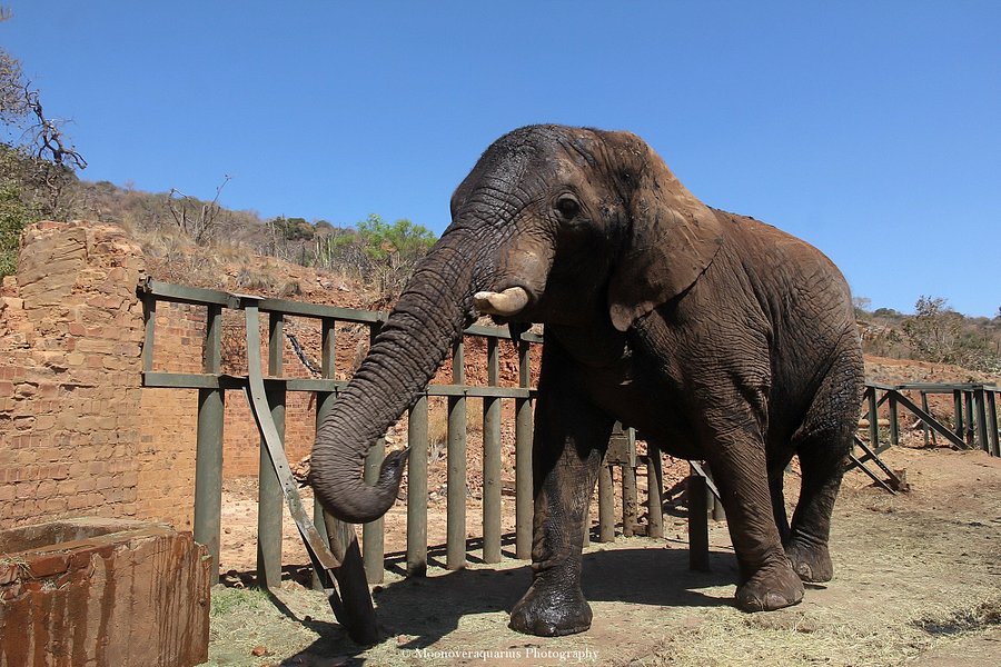 Elephant Sanctuary Hartbeesport Dam image