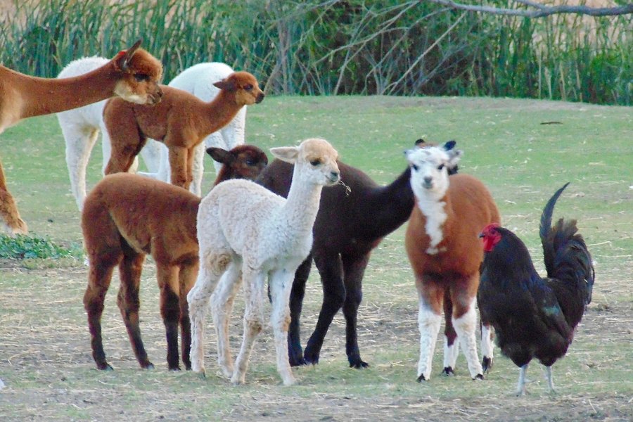 Caputa Alpacas & Guest Ranch image