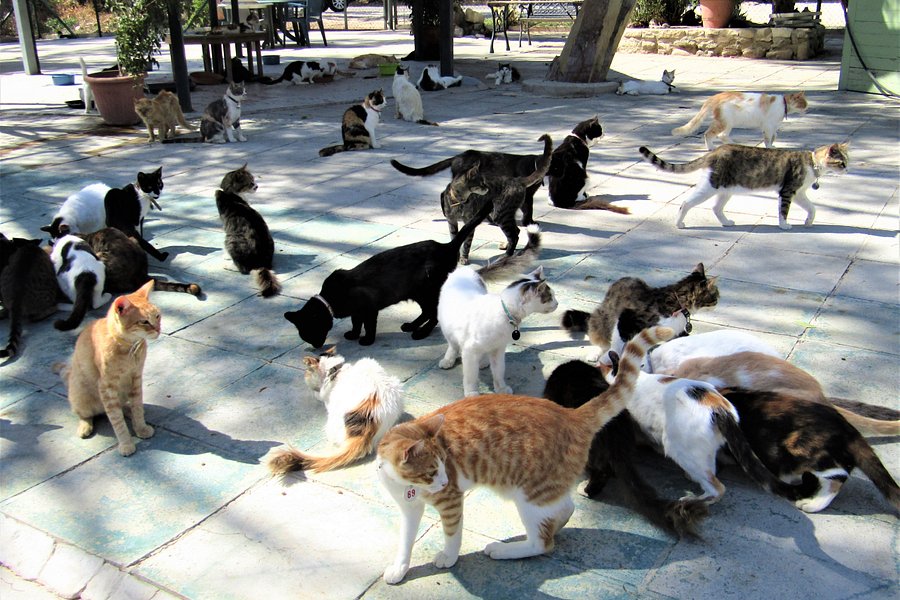 Malcolm Cat Sanctuary image