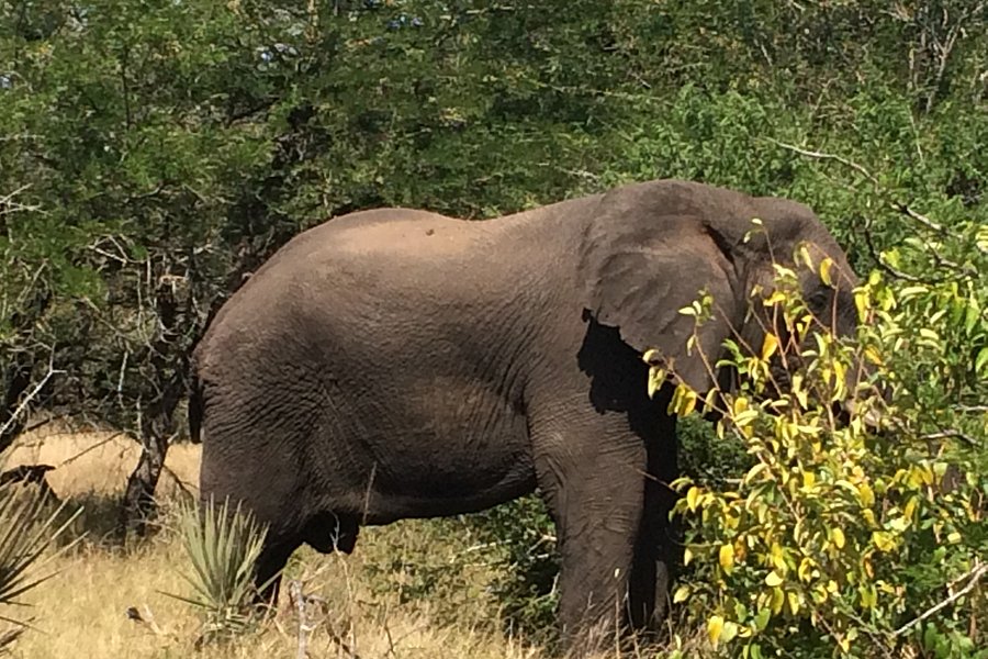 Tembe Elephant Park image