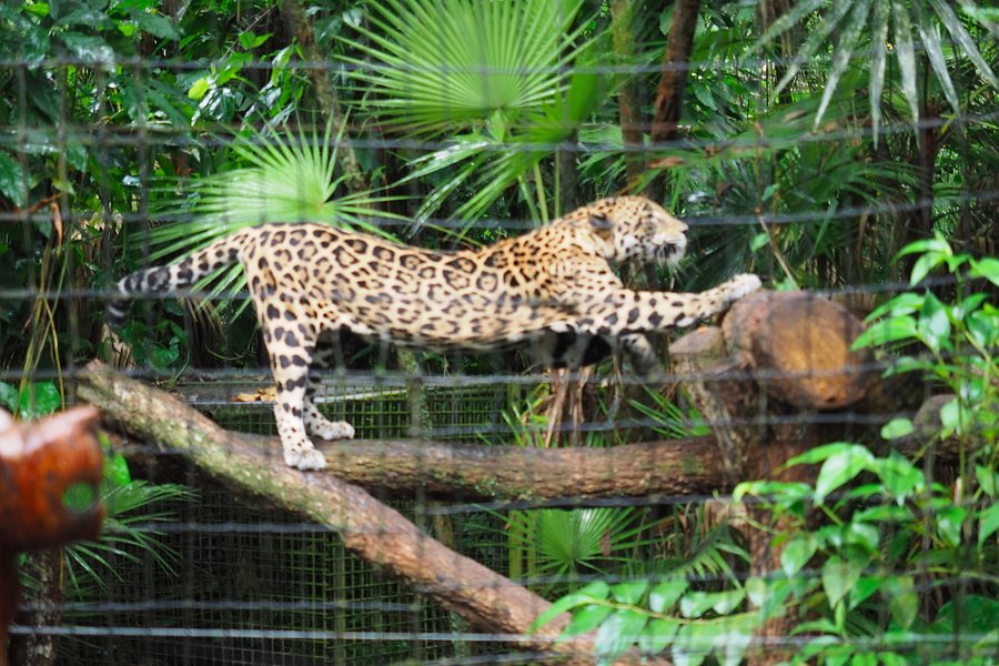 The Belize Zoo image