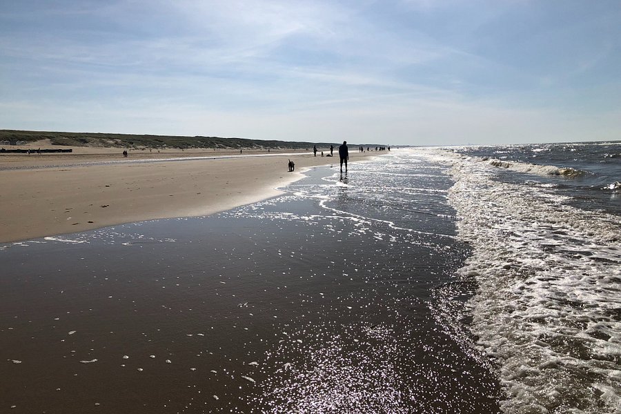 Honden strand Noordwijk image
