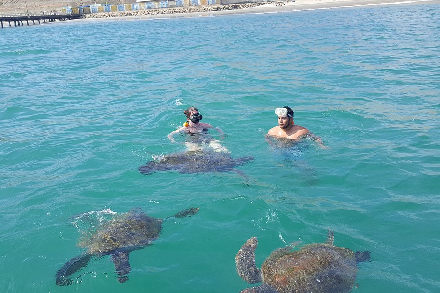 Nadando con Tortugas en El Nuro image