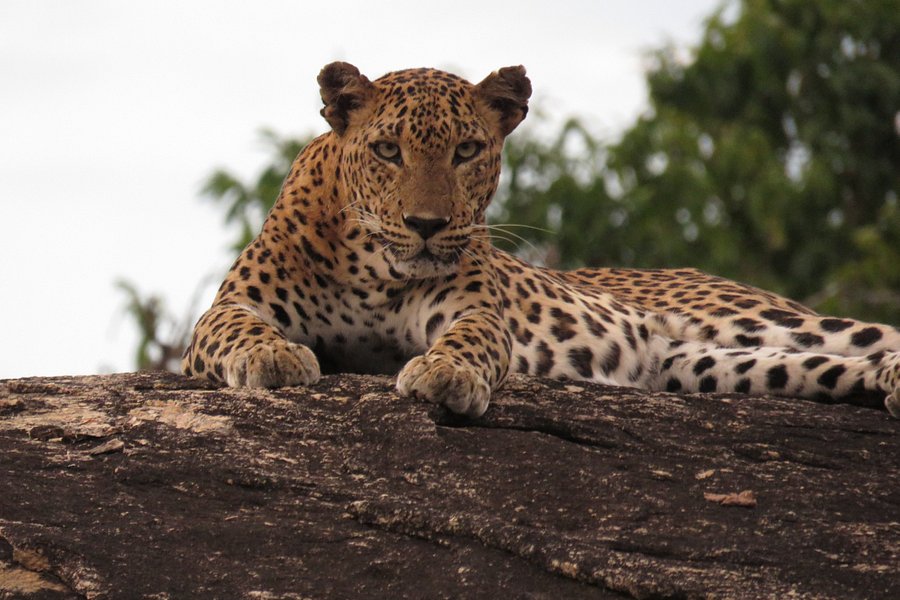 Yala Safari Tours image