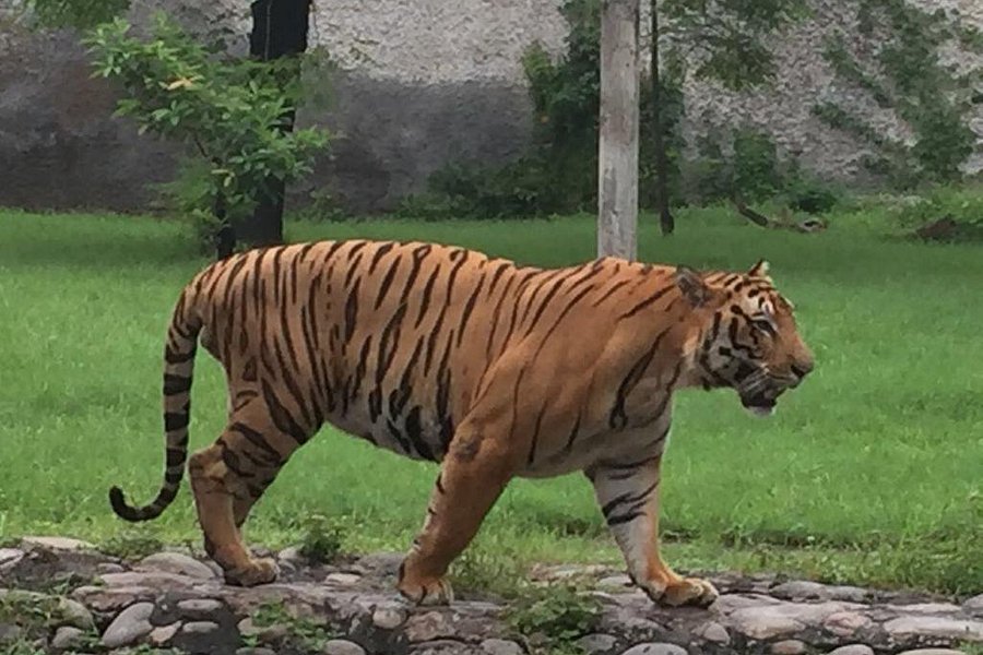 Mahendra Chaudhary Zoological Park image