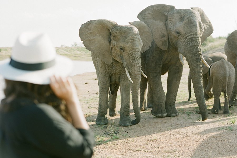 Adventures with Elephants image