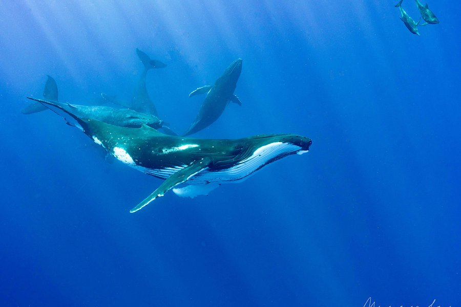 WhaleSwim Adventures image