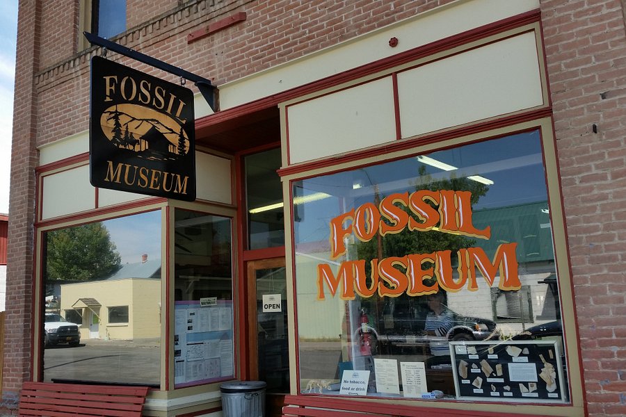 The Fossil Museum image