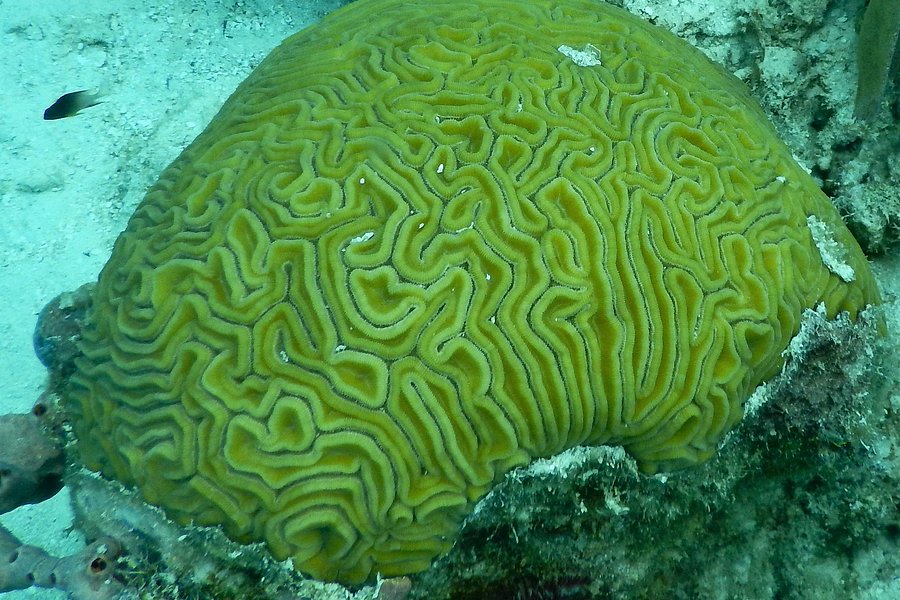 Mesoamerican Reef image