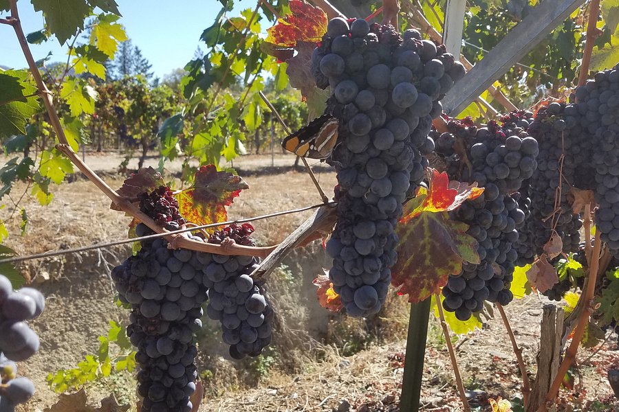 Rosella's Vineyard and Winery image