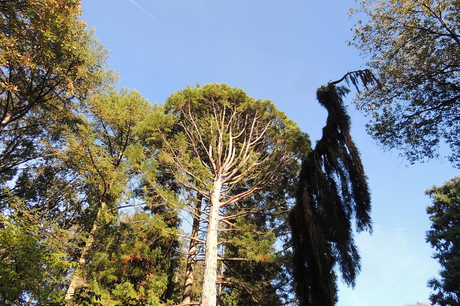 Sequoiafarm image