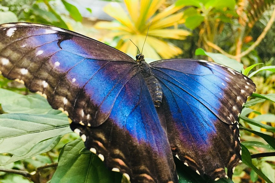 The Butterfly Palace image