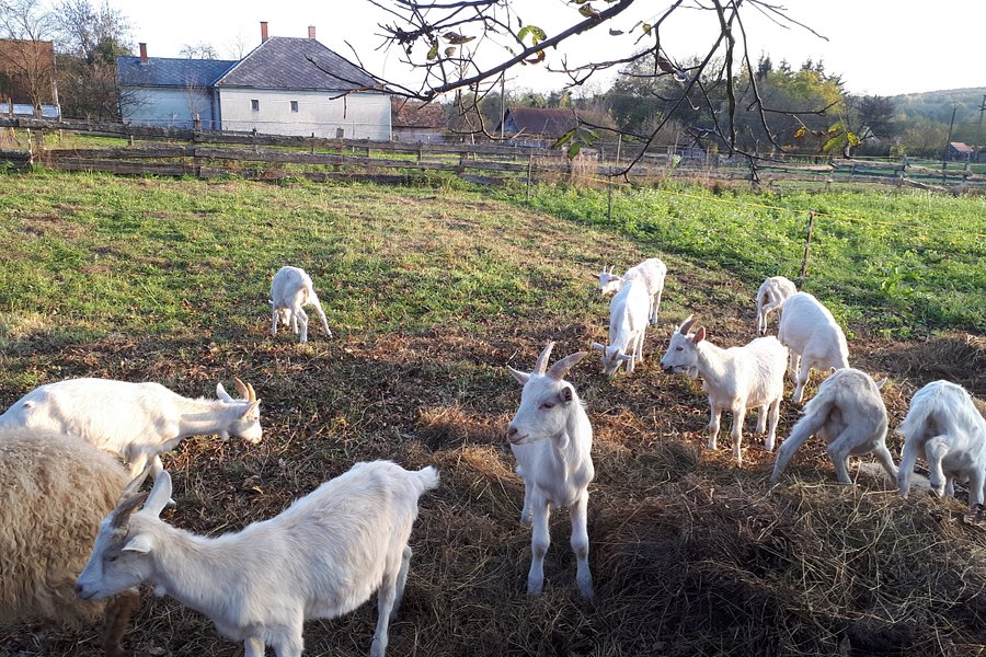 Orsegi Kecskefarm (Goat Farm) image