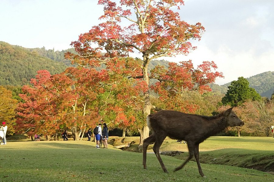 Nara Park image