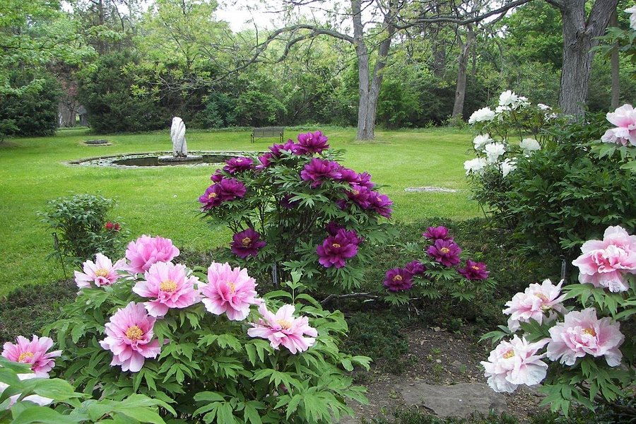 Linwood Gardens image