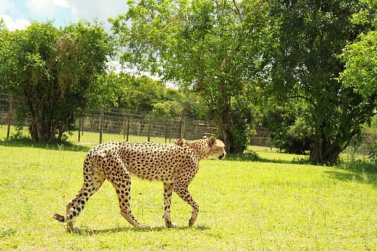 Emdoneni Cheetah project image