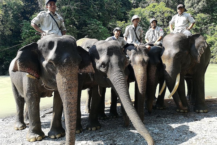 Elephant Camp image
