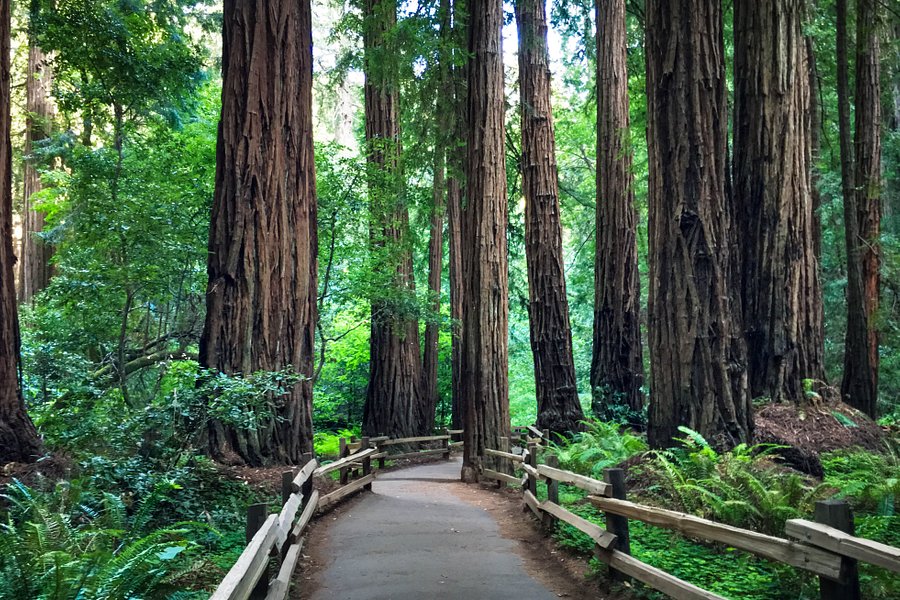 Muir Woods National Monument image