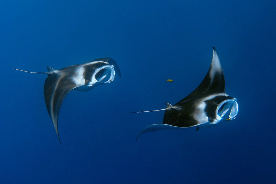 Dive Fiji image
