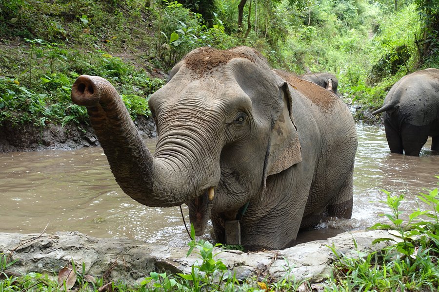 Mekong Elephant Park image
