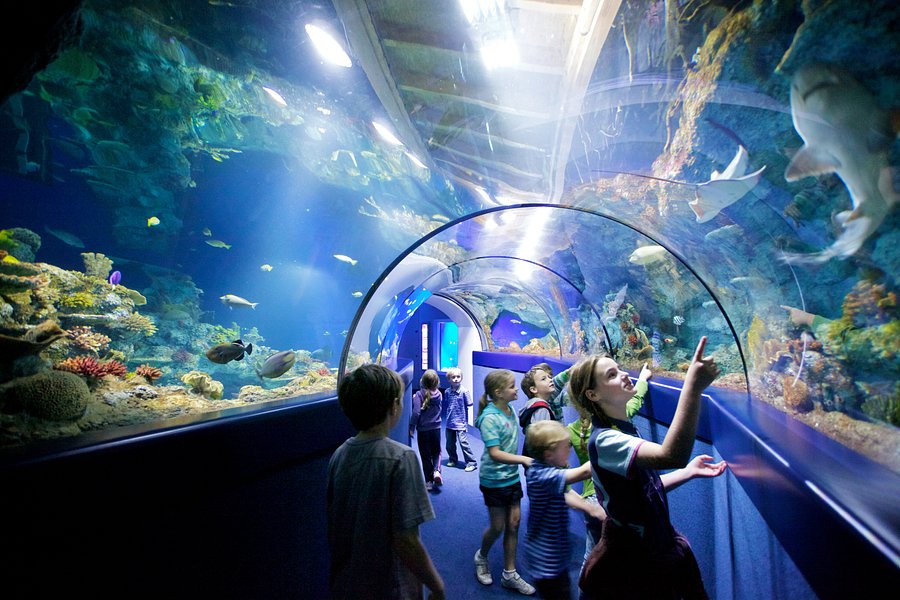 Bristol Aquarium image